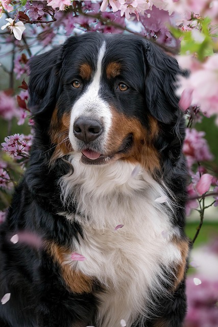 Mini Bernese Mountain Dog puppy: Bernese Mountain Dog