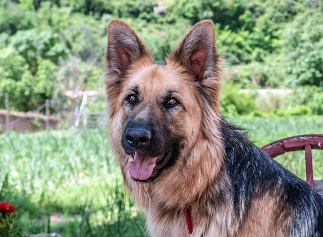 Can Dogs Eat Cinnamon?