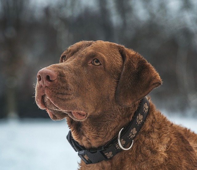 Leather Dog Collars: Personalized Dog Collars & Dog Collars The Complete Guide