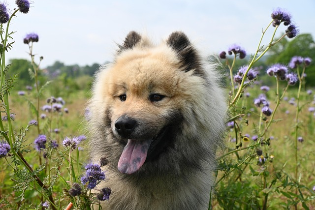 Can Dogs Eat Dates?