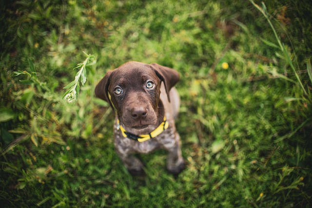 German Shorthaired Pointer SC