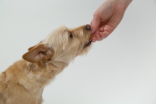 Can Dog Eat Tomatoes?