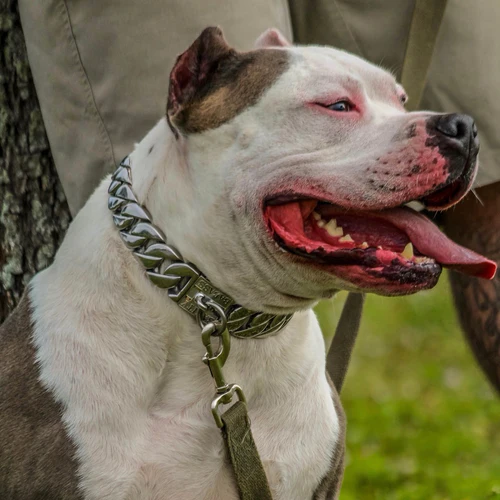Leather Dog Collars: Personalized Dog Collars & Dog Collars The Complete Guide