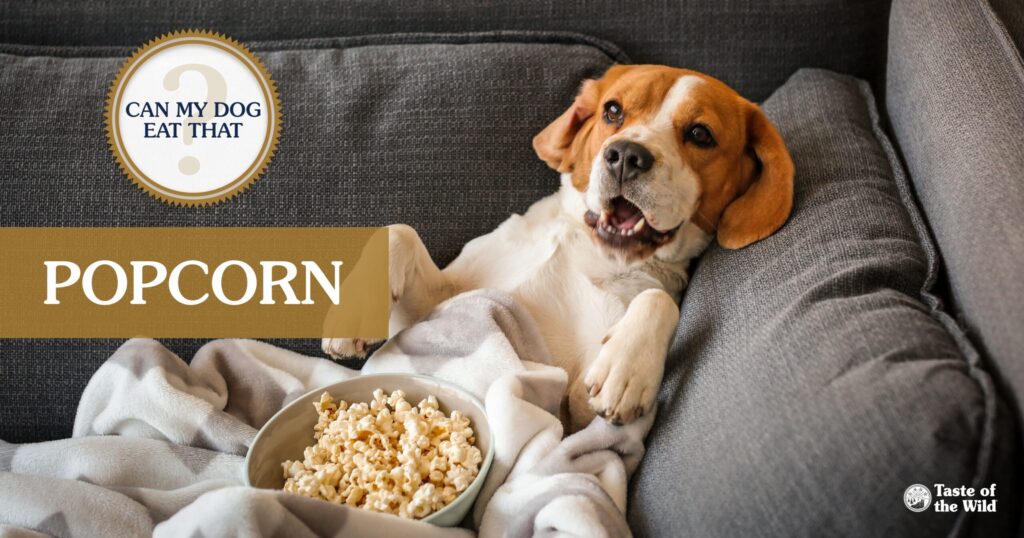 Can Dogs Eat Popcorn? Complete Guide for Dogs Owners in 2025