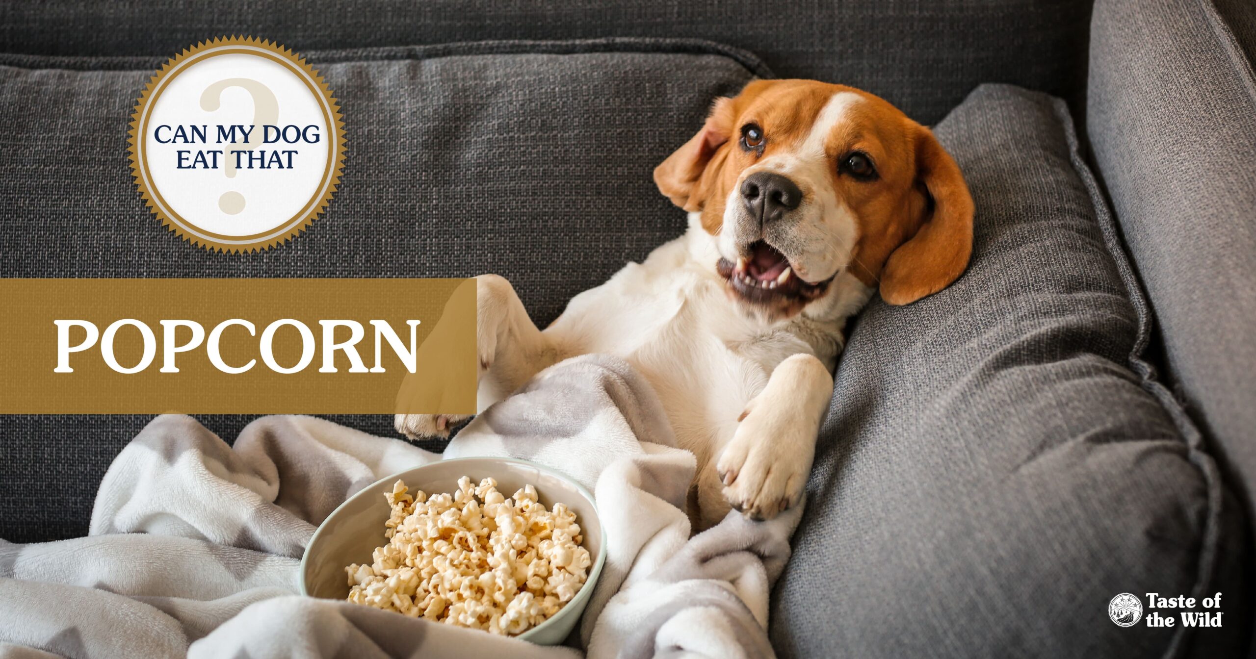 Can Dogs Eat Popcorn? Complete Guide for Dogs Owners in 2025