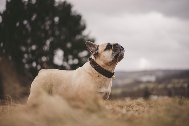 Leather Dog Collars: Personalized Dog Collars & Dog Collars The Complete Guide