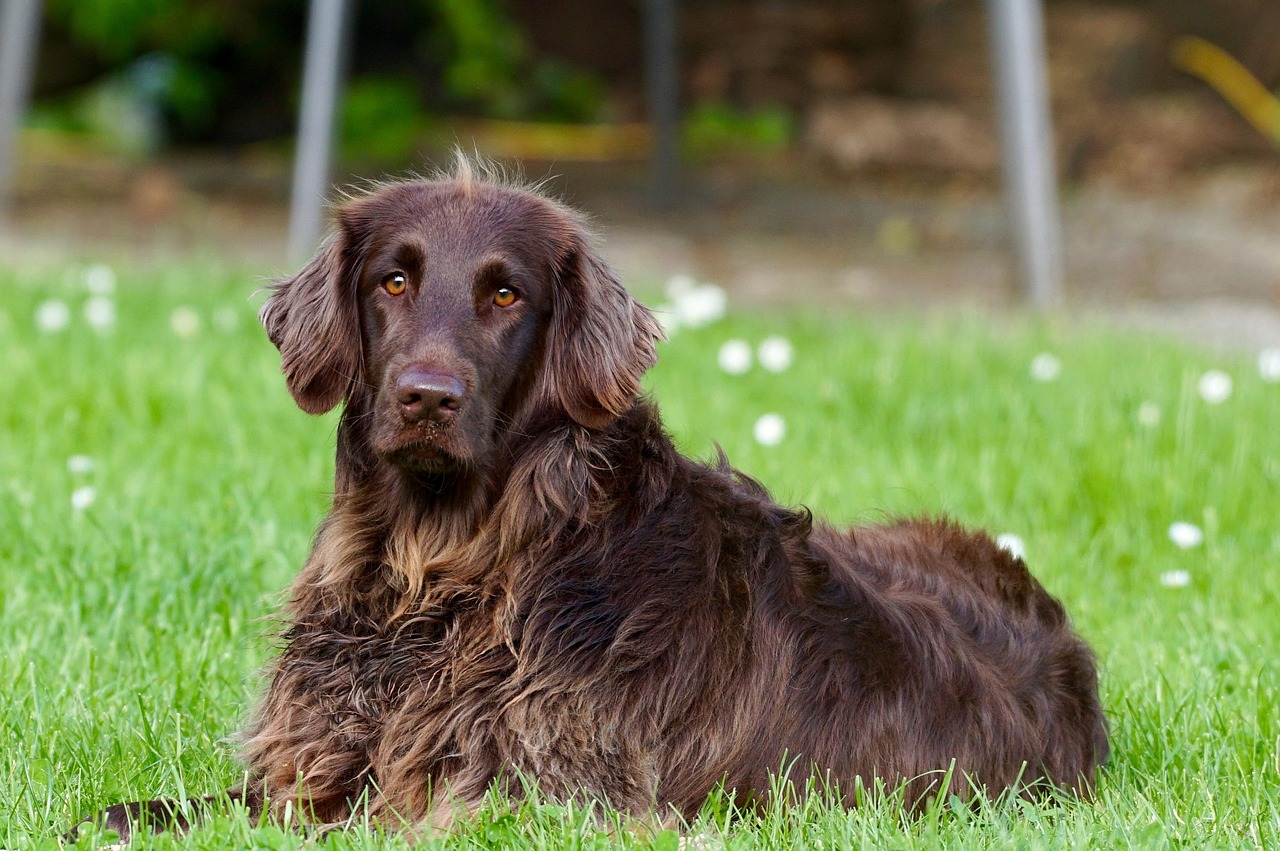 German Longhaired Pointer in nature