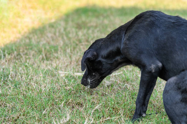 Dog Throwing Up Yellow