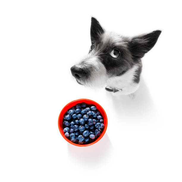 Can Dogs Have Blueberries?