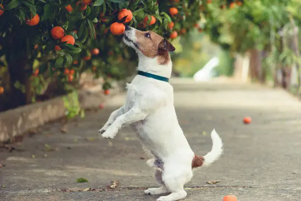 Can Dogs Eat Oranges? Health Benefits & Safety