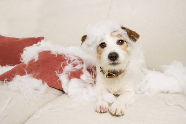 Dog Throwing Up White Foam