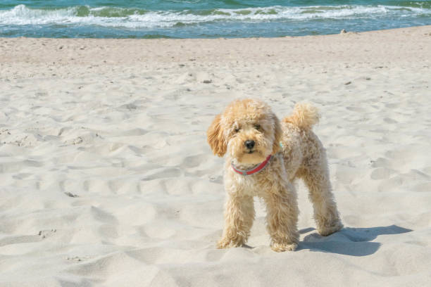 Cockapoo