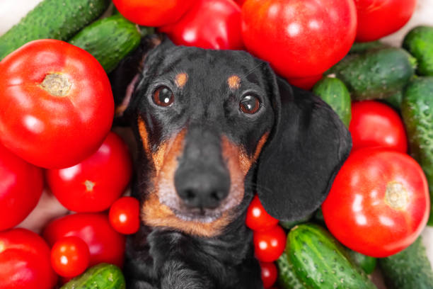 Can Dogs Eat Cucumbers? The Complete Guide