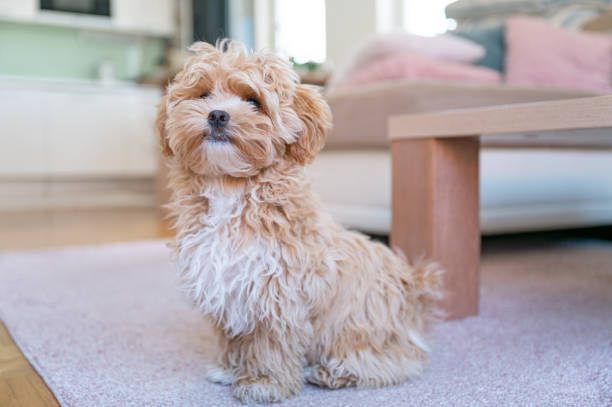 Maltipoo : Maltipoo Puppy