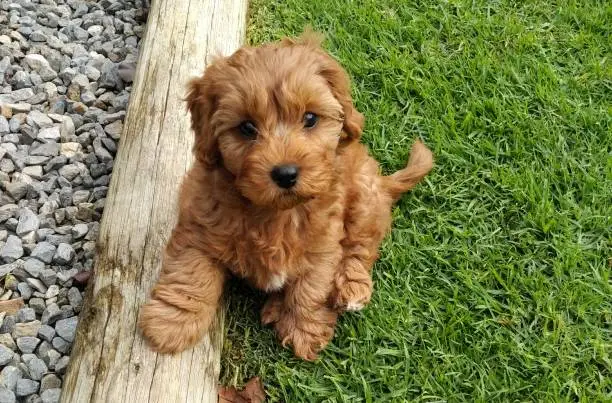 Cavapoo puppies: Cavapoo