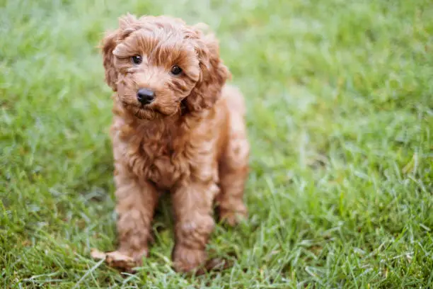 Cavapoo puppies
