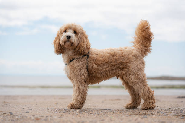 Cockapoo
