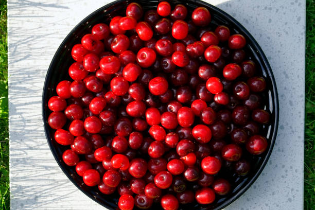 Can Dogs Eat Cherries?