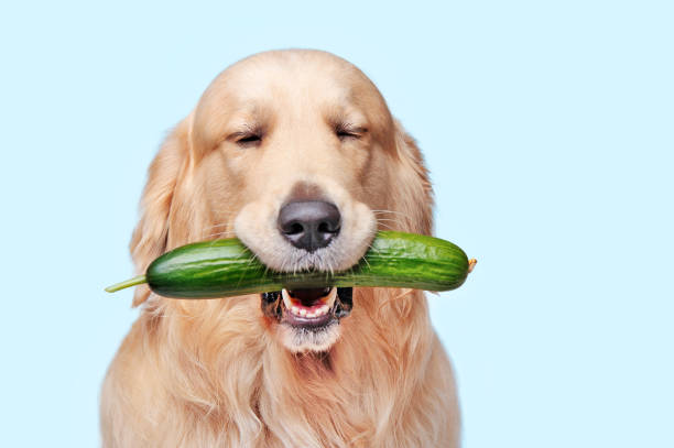 Can Dogs Eat Cucumbers? The Complete Guide