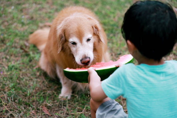 Can Dogs Eat Watermelon?