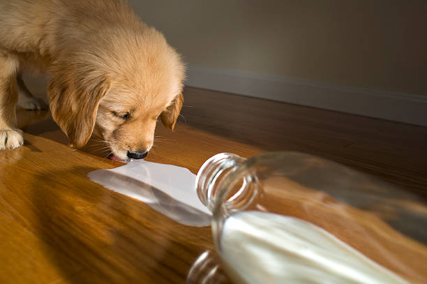 Can Dogs Have Milk? Can Dogs Drink Milk?