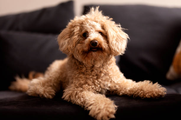 Maltipoo : Maltipoo Puppy