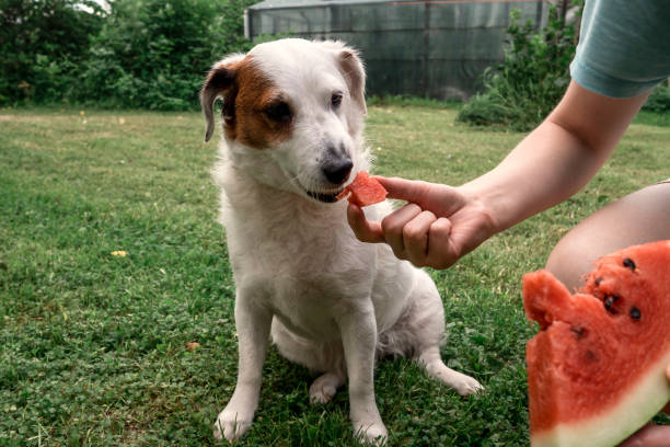 Can Dogs Eat Watermelon?