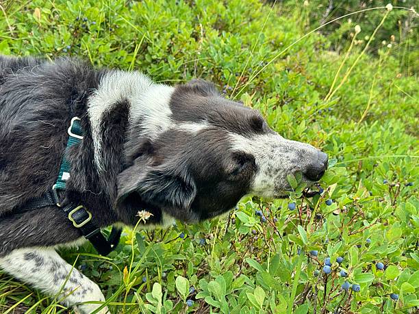 Can Dogs Eat Cherries?