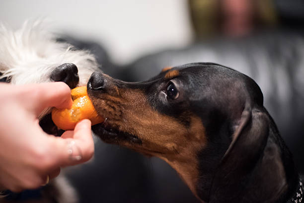 Can Dogs Eat Oranges? Health Benefits & Safety