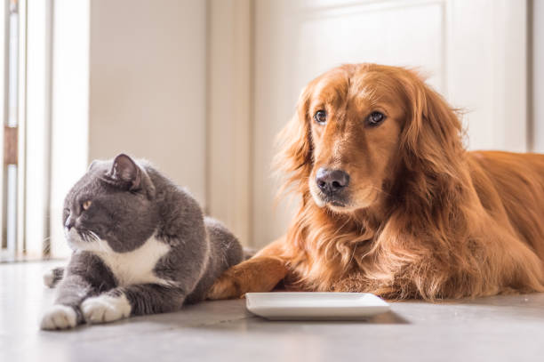 Can Dogs Have Milk? Can Dogs Drink Milk?