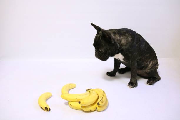 Can Dogs Eat Bananas?