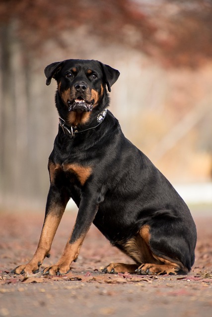 Leather Dog Collars: Personalized Dog Collars & Dog Collars The Complete Guide
