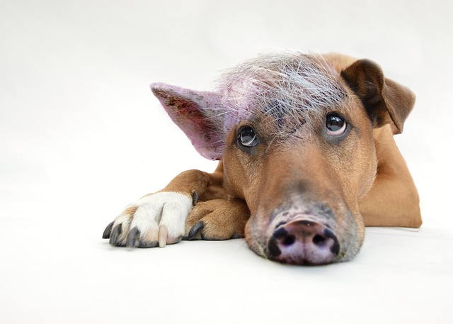 Can Dogs Eat Dates?