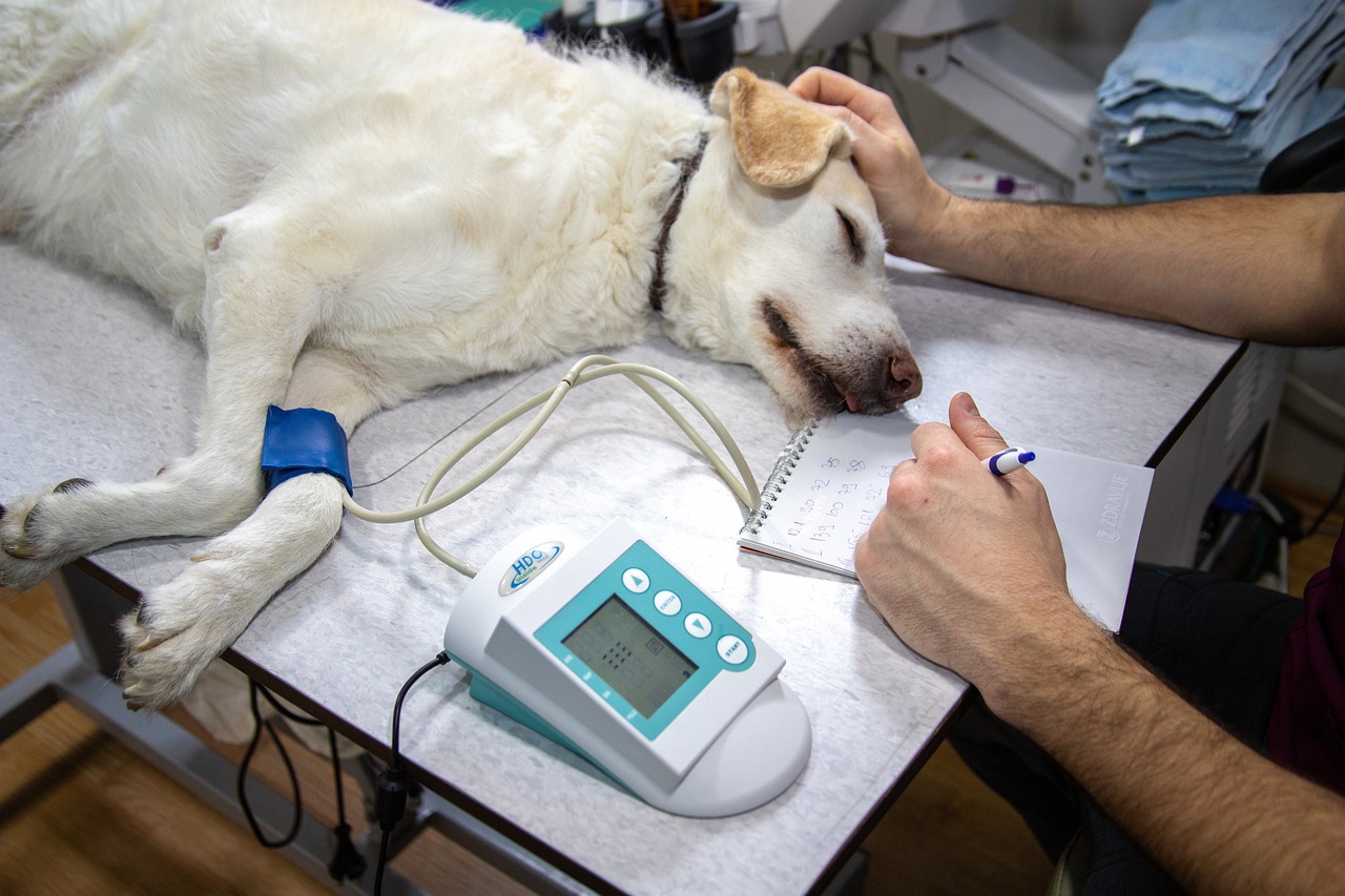 Veterinary care