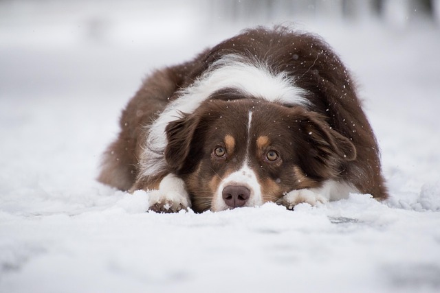 Can Dogs Eat Bread?