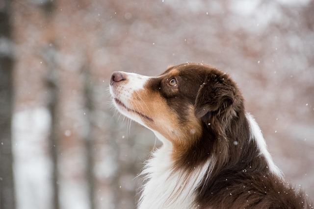 Can Dogs Eat Bread?