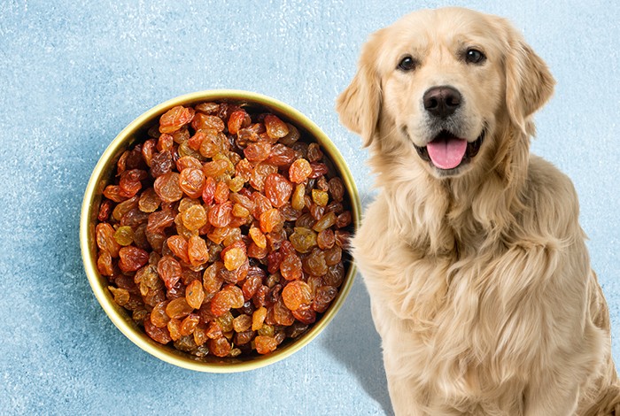 Can Dogs Eat Raisins?