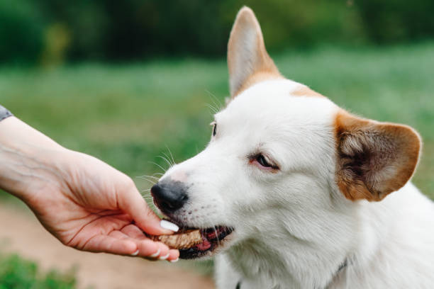 Can Dogs Eat Asparagus?