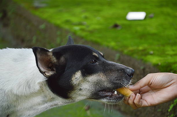 Can Dogs Eat Asparagus?