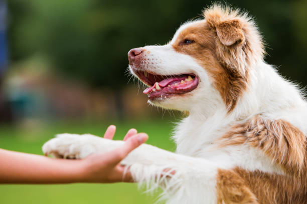 Can Dogs Eat Mango?